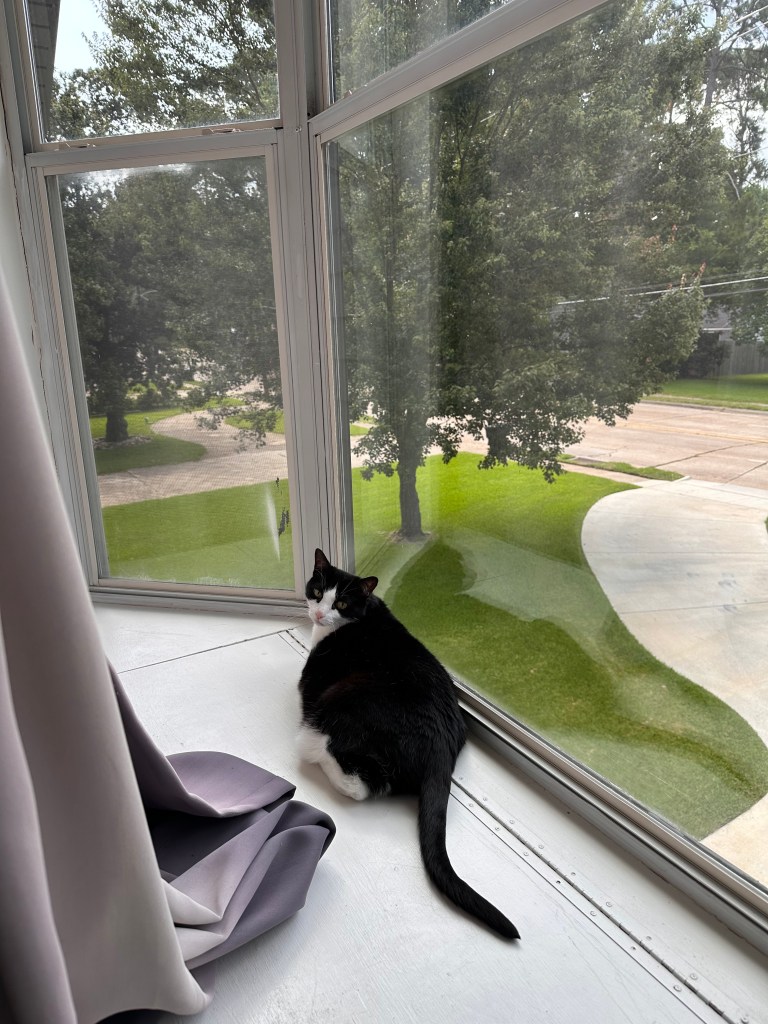 Tuxedo cat sitting in a bay windo